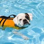 Pool Safety For Pets